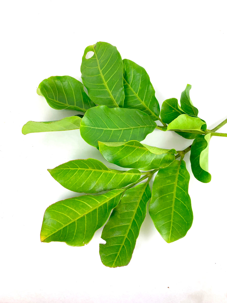 DRIED KOHEKOHE LEAF
