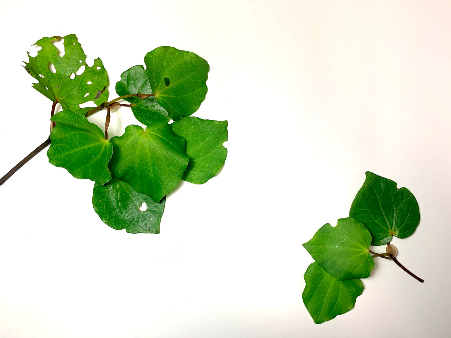 kawakawa leaves 