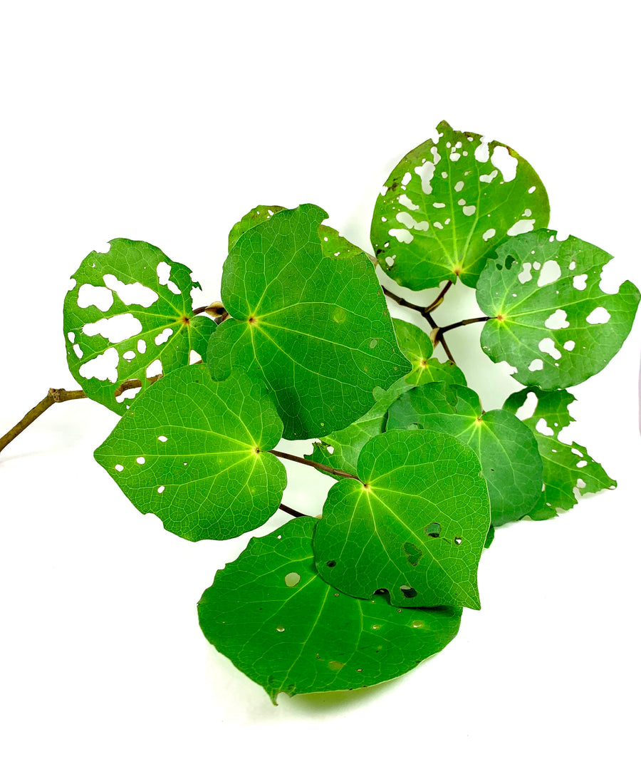 KAWAKAWA OIL - GOLD